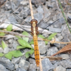 Orthetrum villosovittatum (Fiery Skimmer) at Morton National Park - 1 Mar 2023 by AnneG1