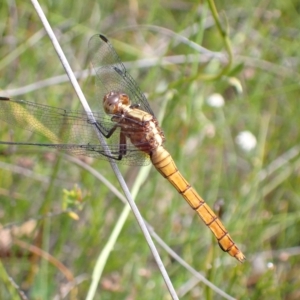 Orthetrum villosovittatum at Tianjara, NSW - 1 Mar 2023