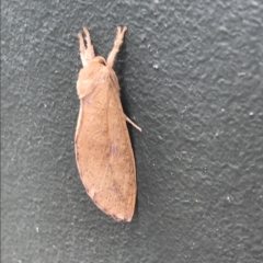 Elhamma australasiae (A Swift or Ghost moth (Hepialidae)) at Dickson, ACT - 24 Feb 2023 by MattFox