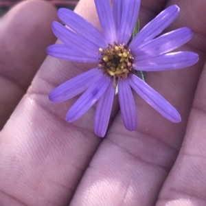 Olearia tenuifolia at Aranda, ACT - 5 Feb 2023