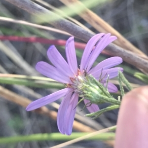 Olearia tenuifolia at Aranda, ACT - 5 Feb 2023 06:27 PM