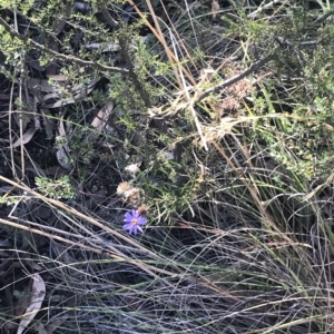 Olearia tenuifolia at Aranda, ACT - 5 Feb 2023