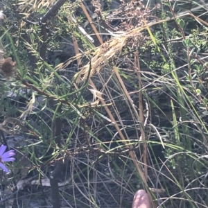 Olearia tenuifolia at Aranda, ACT - 5 Feb 2023 06:27 PM