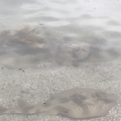 Unidentified Shark / Ray at Broulee, NSW - 29 Dec 2022 by MattFox