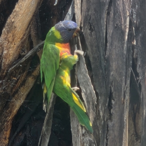 Trichoglossus moluccanus at Deakin, ACT - 3 Mar 2023