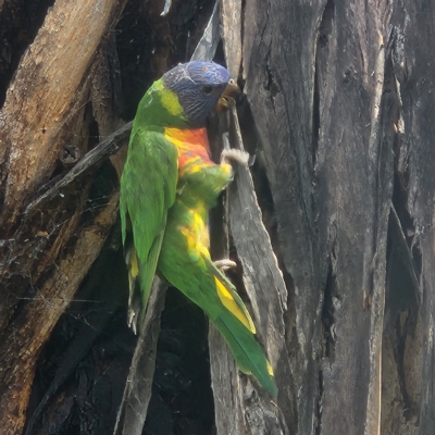 Trichoglossus moluccanus (Rainbow Lorikeet) at Deakin, ACT - 3 Mar 2023 by NathanaelC