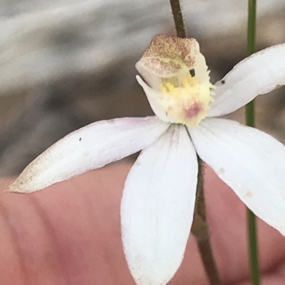 Caladenia moschata (Musky Caps) at Bruce, ACT - 8 Nov 2022 by MattFox