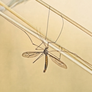 Leptotarsus (Leptotarsus) sp.(genus) at Stromlo, ACT - 2 Mar 2023