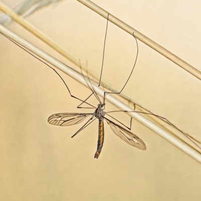 Leptotarsus (Leptotarsus) sp.(genus) (A Crane Fly) at Block 402 - 1 Mar 2023 by Kenp12