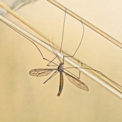 Leptotarsus sp. (genus) (A Crane Fly) at Stromlo, ACT - 1 Mar 2023 by Kenp12