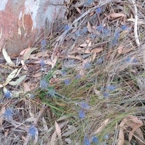 Eryngium ovinum at Tarago, NSW - 3 Mar 2023