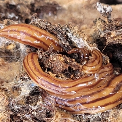 Anzoplana trilineata (A Flatworm) at Bruce Ridge - 3 Mar 2023 by trevorpreston