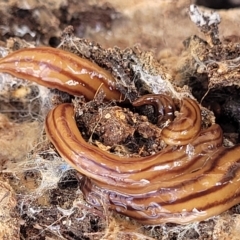 Anzoplana trilineata (A Flatworm) at O'Connor, ACT - 3 Mar 2023 by trevorpreston