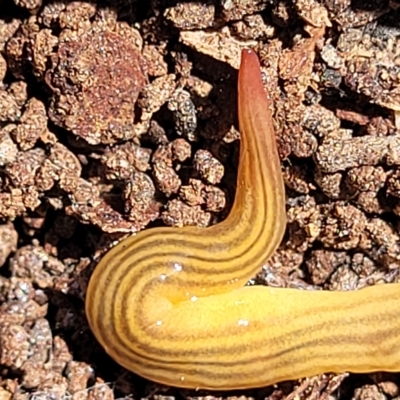 Fletchamia quinquelineata (Five-striped flatworm) at O'Connor, ACT - 3 Mar 2023 by trevorpreston