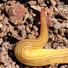 Fletchamia quinquelineata (Five-striped flatworm) at O'Connor, ACT - 3 Mar 2023 by trevorpreston