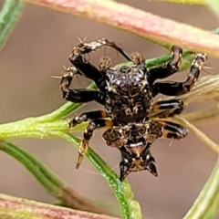 Celaenia sp. (genus) (False bird-poo spider) at Bruce Ridge - 3 Mar 2023 by trevorpreston