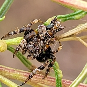 Celaenia sp. (genus) at O'Connor, ACT - 3 Mar 2023