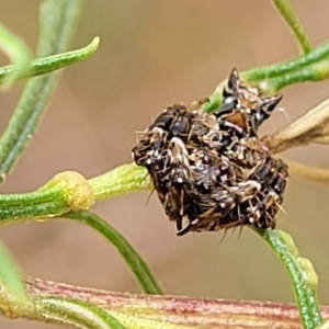 Celaenia sp. (genus) at O'Connor, ACT - 3 Mar 2023