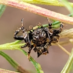 Celaenia sp. (genus) at O'Connor, ACT - 3 Mar 2023