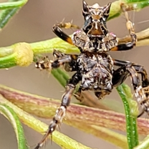 Celaenia sp. (genus) at O'Connor, ACT - 3 Mar 2023