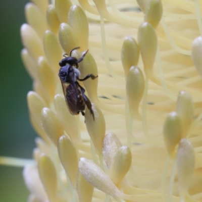 Tetragonula carbonaria (Stingless bee) at Woonona, NSW - 2 Mar 2023 by LeighRoswen
