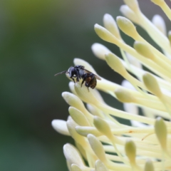 Tetragonula carbonaria at Woonona, NSW - 3 Mar 2023