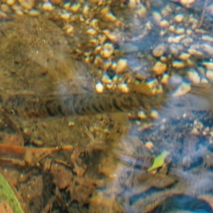 Galaxias olidus at Paddys River, ACT - 2 Mar 2023 02:04 PM