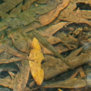 Galaxias olidus at Paddys River, ACT - 2 Mar 2023 02:04 PM