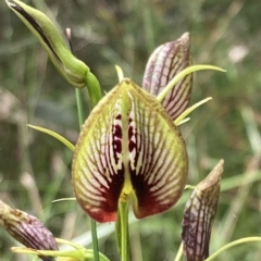 Cryptostylis erecta (Bonnet Orchid) at Jervis Bay National Park - 27 Feb 2023 by AnneG1