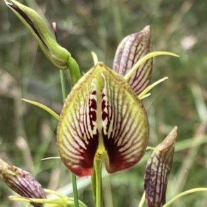 Cryptostylis erecta at Huskisson, NSW - suppressed