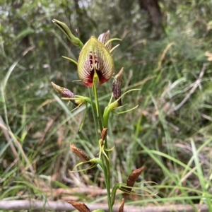 Cryptostylis erecta at Huskisson, NSW - suppressed