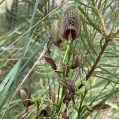 Cryptostylis erecta (Bonnet Orchid) at Jervis Bay National Park - 27 Feb 2023 by AnneG1