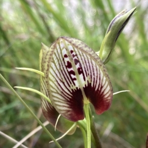 Cryptostylis erecta at Huskisson, NSW - suppressed