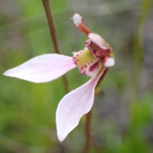 Eriochilus cucullatus at Saint George, NSW - suppressed