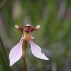 Eriochilus cucullatus at Saint George, NSW - suppressed