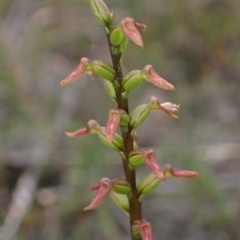Corunastylis apostasioides (Freak Midge Orchid) at Saint George, NSW - 21 Feb 2023 by AnneG1