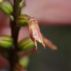 Corunastylis apostasioides at Saint George, NSW - suppressed