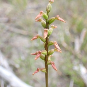 Corunastylis apostasioides at Saint George, NSW - suppressed