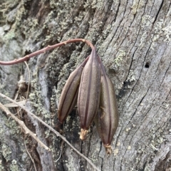 Cymbidium suave (Snake Orchid) at Vincentia, NSW - 24 Feb 2023 by AnneG1