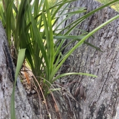 Cymbidium suave at Vincentia, NSW - 24 Feb 2023