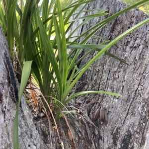 Cymbidium suave at Vincentia, NSW - suppressed