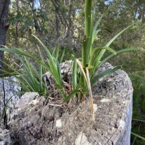 Cymbidium suave at Vincentia, NSW - suppressed