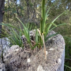 Cymbidium suave at Vincentia, NSW - 24 Feb 2023