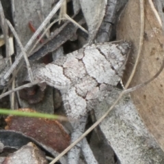 Meritastis lythrodana (A tortrix or leafroller moth) at Charleys Forest, NSW - 3 Mar 2023 by arjay