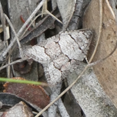 Meritastis lythrodana (A tortrix or leafroller moth) at Charleys Forest, NSW - 3 Mar 2023 by arjay