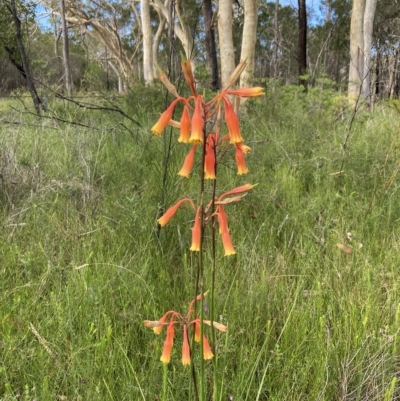 Blandfordia nobilis (Christmas Bells) at Jervis Bay National Park - 24 Feb 2023 by AnneG1