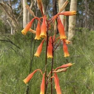 Blandfordia nobilis at Vincentia, NSW - suppressed