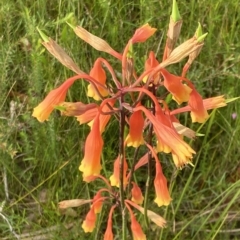 Blandfordia nobilis at Vincentia, NSW - suppressed