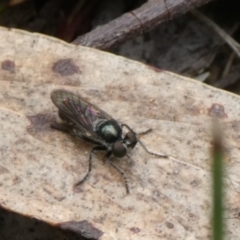 Atomosiini sp. (tribe) (Atomosiine robber fly) at Charleys Forest, NSW - 3 Mar 2023 by arjay