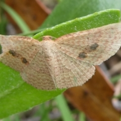 Epicyme rubropunctaria (Red-spotted Delicate) at Charleys Forest, NSW - 3 Mar 2023 by arjay